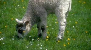 Катар ще инвестира в овцевъдство и пчеларство