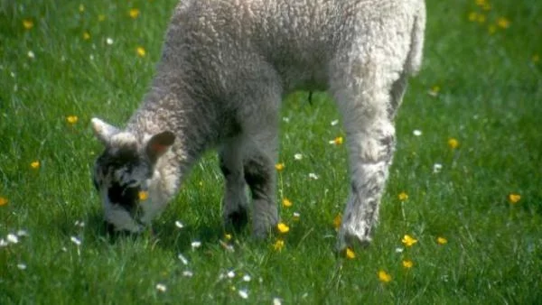 Катар ще инвестира в овцевъдство и пчеларство