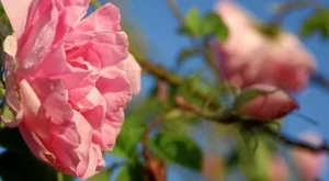 Казанлък кани китайски предприемачи на бизнес форум