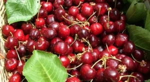 Лошо реколта от череши отчитат производители