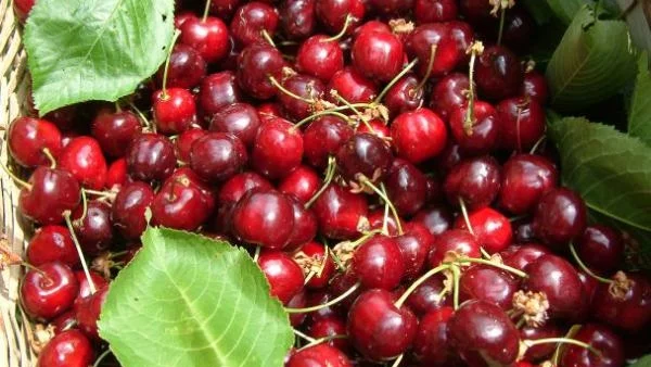 Лошо реколта от череши отчитат производители