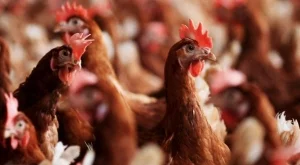 Вече всичките ни кокошки са щастливи