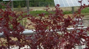 2012/06/07/0888402001380579383