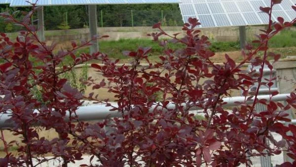 Глад за инвестиции във ВЕИ проекти на БФБ