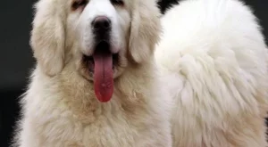 Топ 10 на най-скъпите кучета в света