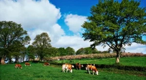 Увеличават парите на животновъдите