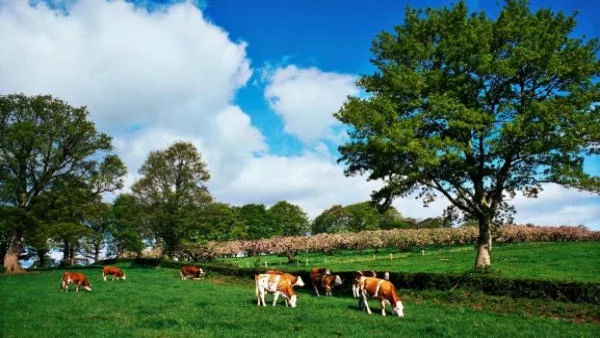 Увеличават парите на животновъдите