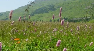 Дер Щандарт: Българите на бунт срещу олигарсите 