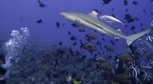 Хотел предлага плуване с акули 
