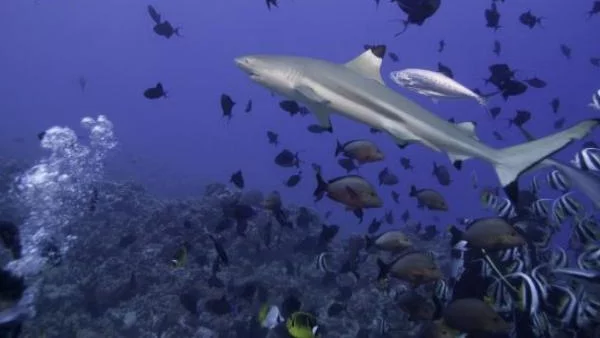 Хотел предлага плуване с акули 