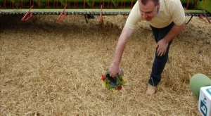 Реколтата от пшеница е най-добра от 20 години насам