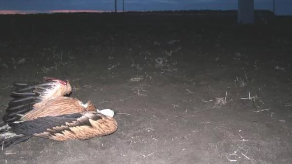 МОСВ спря два опасни за птиците ветропарка в Добруджа