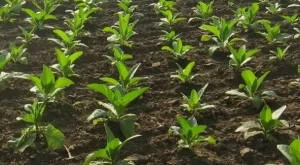 Половината от производителите на тютюн в Европа са от България