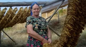 Субсидирането за тютюн продължава и догодина