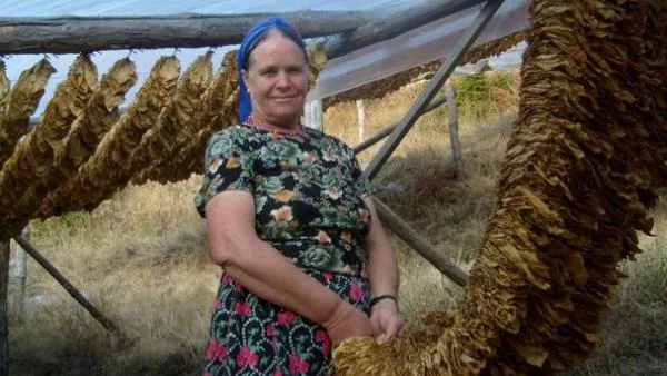 Субсидирането за тютюн продължава и догодина