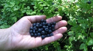 Сп. Икономист: Берачи на боровинки, обединявайте се