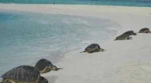 Искате добра възвращаемост - купете си остров с костенурки