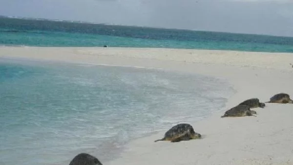 Искате добра възвращаемост - купете си остров с костенурки