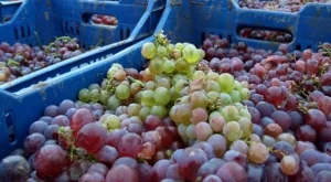Ниските добиви ще изстрелят цената на гроздето