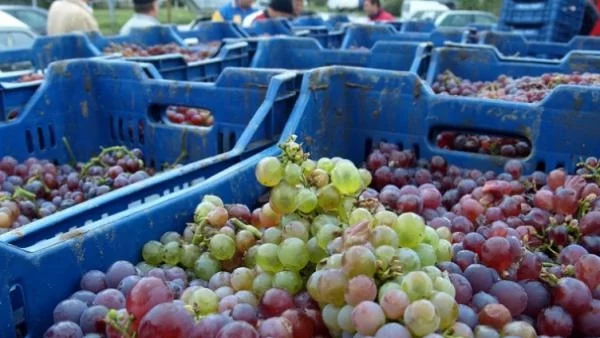 Ниските добиви ще изстрелят цената на гроздето