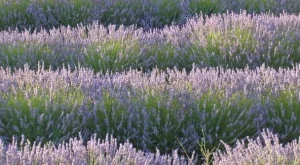 България е първа в света по производство на лавандулово масло