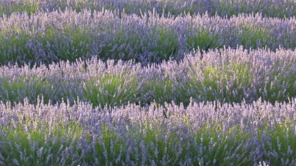 България е първа в света по производство на лавандулово масло