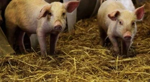 След яйцата, и свинското ще поскъпне заради Брюксел