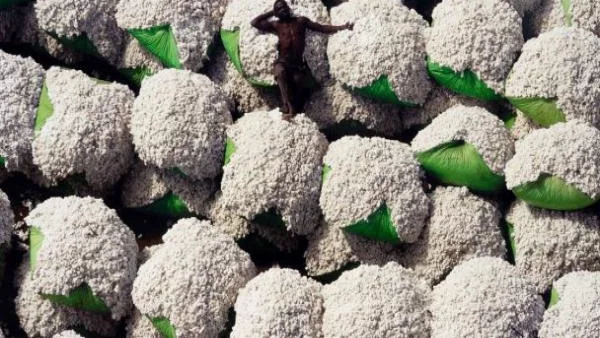 Отпускат помощи за производителите на памук