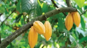 2012/08/17/0024920001380575814