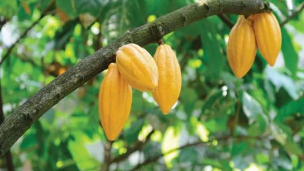 Какао или кока?