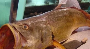 Риба за половин милион