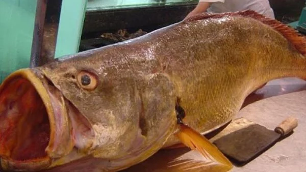 Риба за половин милион