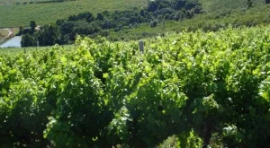 Богати китайци изкупуват френски лозя