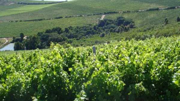 Богати китайци изкупуват френски лозя