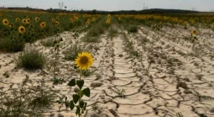 Невиждана суша съсипа земеделието на Балканите