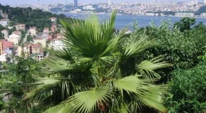 Турция отвори имотния си пазар за чужденци