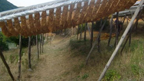 С близо 30% поскъпва тютюнът