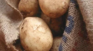 Притча: Чувал картофи

 