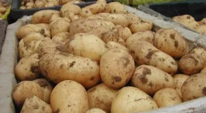 Близо 1000 души засаждат картофи в България