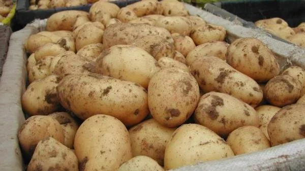 Близо 1000 души засаждат картофи в България