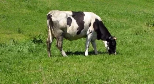 Започва прием за продажба на млечни квоти