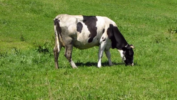 Започва прием за продажба на млечни квоти