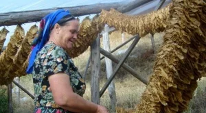 Сушата покоси и тютюневата реколта