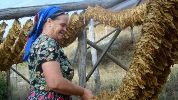 Сушата покоси и тютюневата реколта