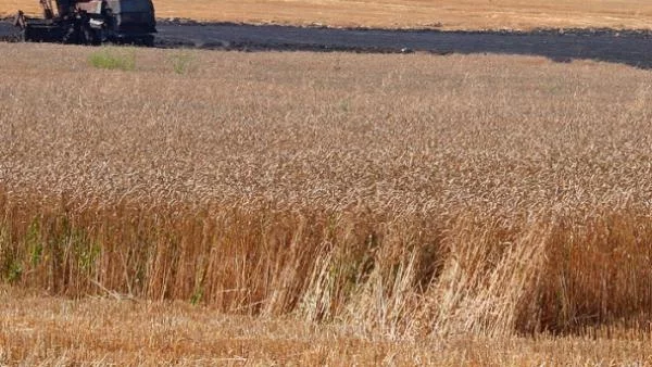 Зърнена криза заплашва Европа