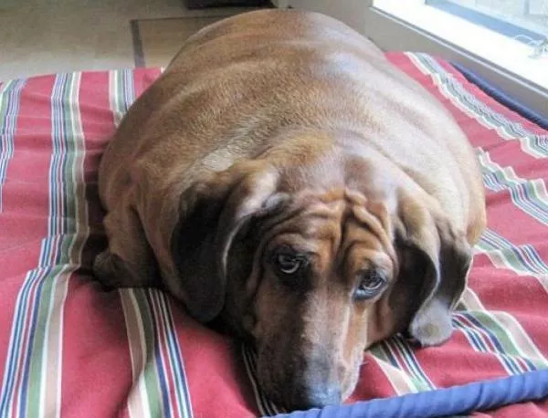 Най-дебелият дакел в света тежи 35 кг