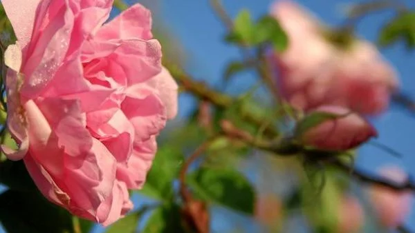 Розовото масло вече е защитено географско означение