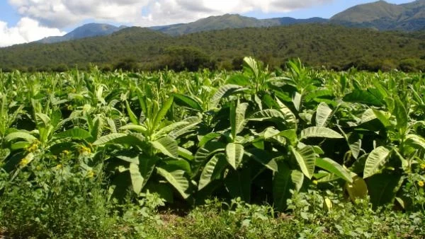 Джон Дали е гарантирал производството на ориенталски тютюн у нас