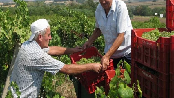 По-високи изкупни цени на гроздето тази година