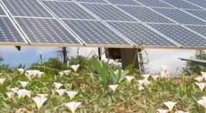 ВЕИ браншът: Инвеститорите се питат дали България е законова държава